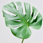 Monstera Deliciosa / Swiss Cheese Plant Leaves · Green & Foliage