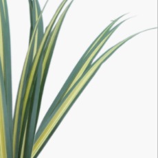 New Zealand Flax / Phormium Tenax Sword Blades · Green & Foliage