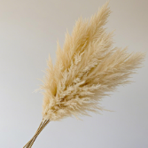 Pampas Grass Plumes · Champagne, Peach & Apricot