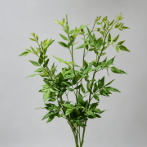 Pittosporum Tobira Foliage · Green & Foliage