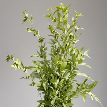 Pittosporum Tobira / Mock Orange Glossy Foliage · Green & Foliage