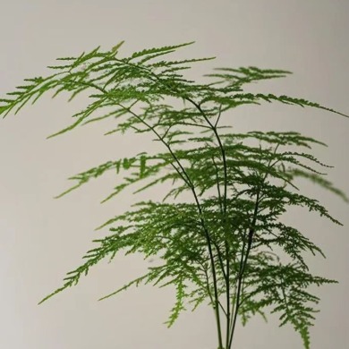 Plumosus Fern / Lace Asparagus Fern · Green & Foliage