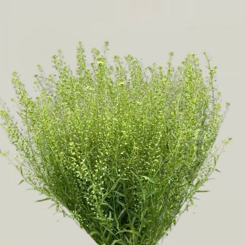 Quaking Grass / Greater Briza · Green & Foliage