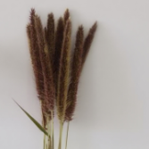 Ravennagrass / Saccharum Ravennae Plume Stems · Champagne, Peach & Apricot