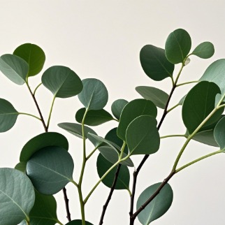Round-Leaf / Populus Berry Eucalyptus · Green & Foliage