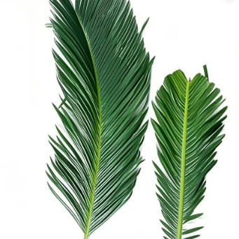 Sago Palm Fronds · Green & Foliage