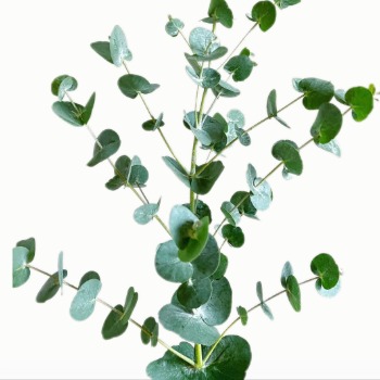 Silver Dollar Eucalyptus · Green & Foliage