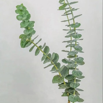 Single-Stem Giant Silver Dollar Eucalyptus · Green & Foliage
