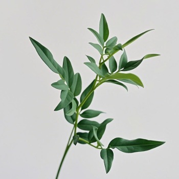 Small-Leaf Pittosporum / Compact Mock Orange Foliage · Green & Foliage