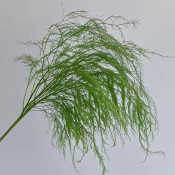 Sprengeri Asparagus Fern · Green & Foliage