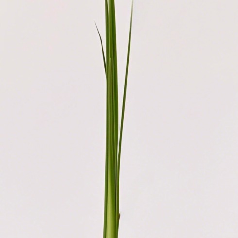 Sword Fern / Kimberley Queen Fern · Green & Foliage