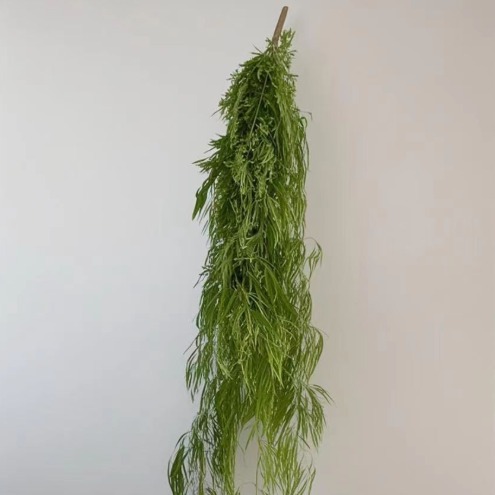 Trailing Lycopodium / Staghorn Clubmoss Vine · Green & Foliage
