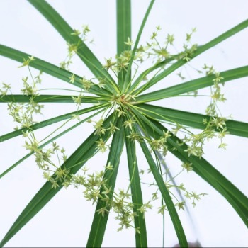 Umbrella Palm / Cyperus Alternifolius Stems · Green & Foliage