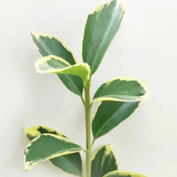Variegated Boxwood Branches · Green & Foliage
