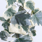 Variegated White-Edged English Ivy · Green & Foliage