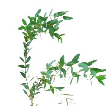 Willow Eucalyptus / Nicholi Narrow-Leaf Foliage · Green & Foliage