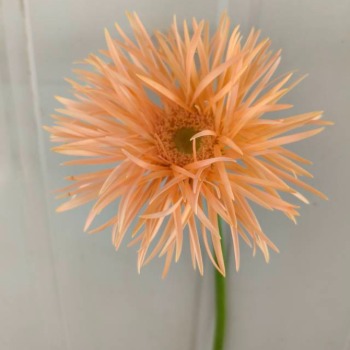 Amber Champagne Gerbera Daisy · Champagne, Peach & Apricot