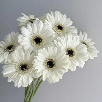 Classic White Gerbera Daisy · White & Cream