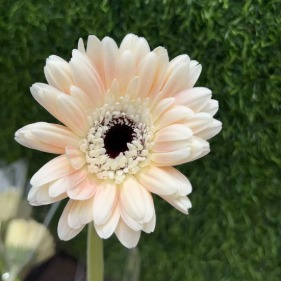 Elburg Apricot-Salmon Gerbera Daisy · Champagne, Peach & Apricot
