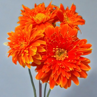 Golden Sun Vibrant Tangerine-Orange Gerbera · Orange & Coral