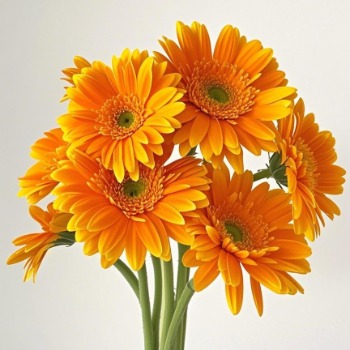 Golden Yellow Gerbera Daisy · Yellow & Gold
