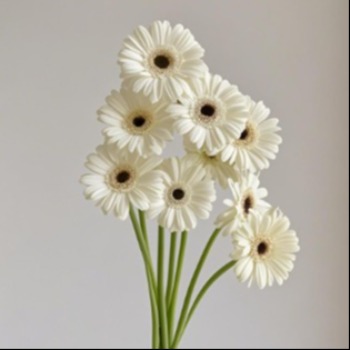 Jade Mirror Creamy White Gerbera · White & Cream