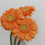 Mini Orange Soda Tangerine Germini · Orange & Coral