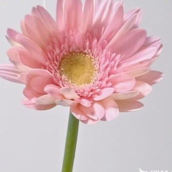 Mini Zhaojun Bicolor Coral-Blush Germini · Pink & Blush