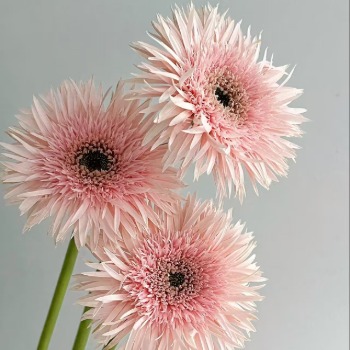 Pink Spider / Fine-Quill Gerbera Daisy · Pink & Blush