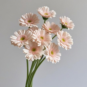 Santorini Creamy Peach-Blush Gerbera · Champagne, Peach & Apricot