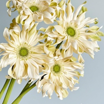 Shangri-La Creamy White Curled Pasta Gerbera · White & Cream