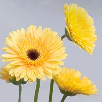 Solar Storm Bright Lemon-Yellow Gerbera Daisy · Yellow & Gold