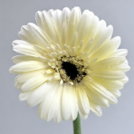 White Egret Feathery White Spider Gerbera · White & Cream