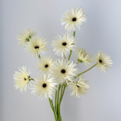 White Spider / Fine-Quill Gerbera Daisy · White & Cream