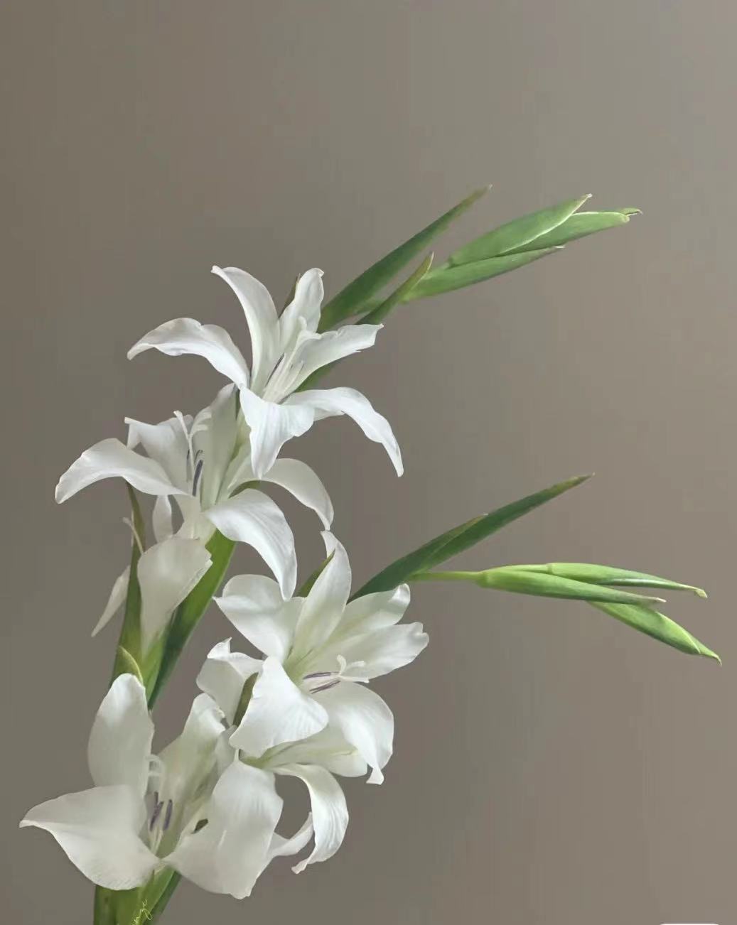 Dutch White Crisp Snow-White Gladiolus · White & Cream
