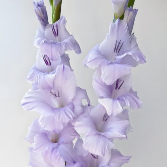 剑兰·香芋紫 · 紫色与蓝紫系