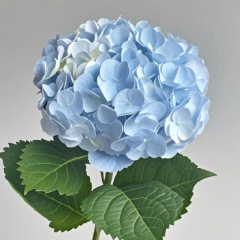 Baby Light Blue Hydrangea · Blue