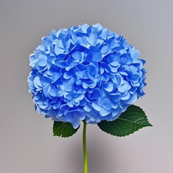 Cerulean Blue Double-Petal Hydrangea · Blue