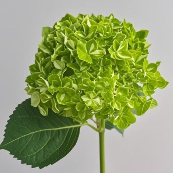 Colombian-Style Mojito Green Hydrangea · Green & Foliage