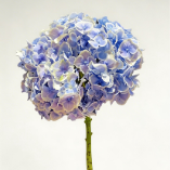Mona Lisa Peacock Antique Blue-Green Hydrangea · Blue
