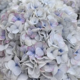 Monet Oil Painting Multi-Tone Antique Hydrangea · Bicolor & Multi-Color
