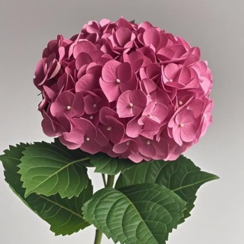 Ocean Coral-Pink Hydrangea · Pink & Blush