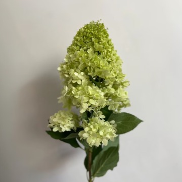 Panicle / Pagoda Cone Hydrangea · Green & Foliage