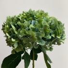 Vintage Antique Green Hydrangea · Green & Foliage
