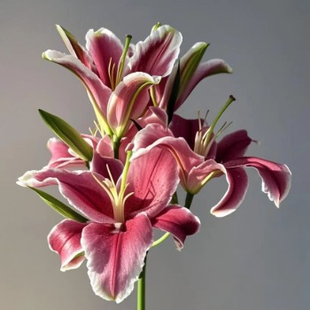 Black Beauty Deep Crimson-Burgundy OT Lily - 4+ Buds / Multi-Bud · Red