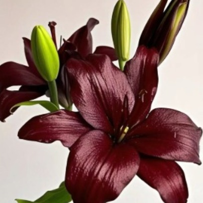 Black Jewel Darkest Maroon Asiatic Lily (3 buds/stem) · Vintage Coffee, Terracotta & Dark