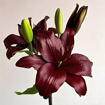 Black Jewel Darkest Maroon Asiatic Lily - 4+ Buds / Multi-Bud · Vintage Coffee, Terracotta & Dark