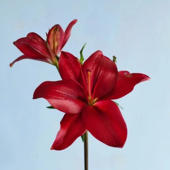 Black Shell Dark Burgundy Asiatic Lily (2 buds/stem) · Vintage Coffee, Terracotta & Dark