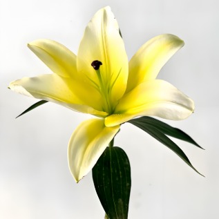 Conca dOr Golden-Cream & White OT Lily (1 buds/stem) · Yellow & Gold