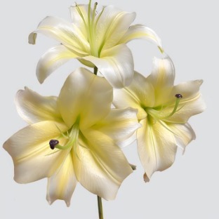 Conca dOr Golden-Cream & White OT Lily (3 buds/stem) · Yellow & Gold